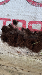 Stemonitis splendens