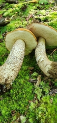 Leccinum insigne