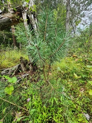 Pinus sylvestris