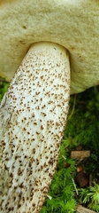 Leccinum insigne
