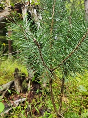 Pinus sylvestris