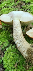 Leccinum insigne