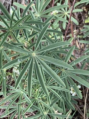 Lupinus polyphyllus
