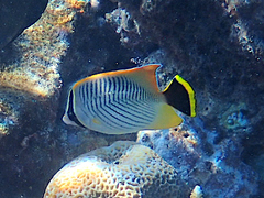 Chaetodon trifascialis