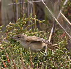 Acrocephalus australis
