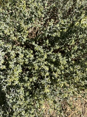 Brickellia californica