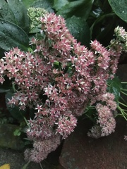 Hylotelephium maximum × spectabile