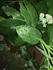 Hylotelephium maximum × spectabile