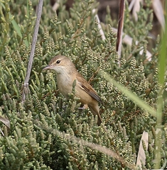Acrocephalus australis