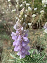 Lupinus polyphyllus