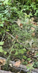 Equisetum telmateia