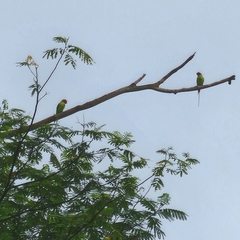 Psittacula longicauda