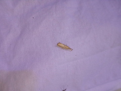 Agriphila vulgivagellus