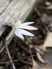 Caladenia fuscata