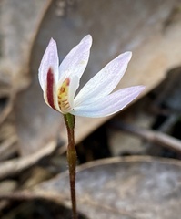 Caladenia fuscata