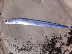Lepidopus caudatus