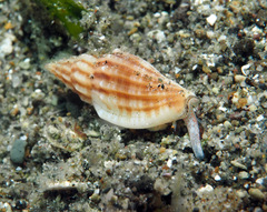 Eucithara
