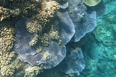 Montipora