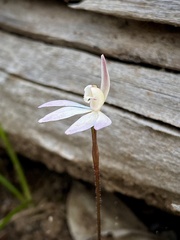 Caladenia fuscata