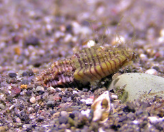 Eucithara