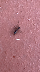 Brachyponera chinensis