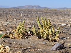 Nitrophila mohavensis