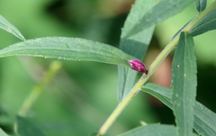 Asteromyia carbonifera