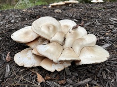 Pluteus petasatus