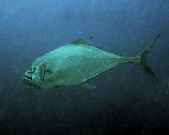 Atropus mentalis