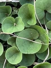 Dichondra
