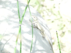 Tropidurus