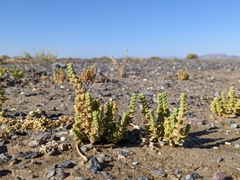 Nitrophila mohavensis
