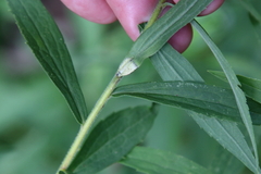 Asteromyia carbonifera
