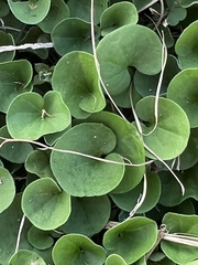 Dichondra