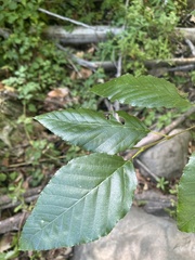 Alnus rhombifolia