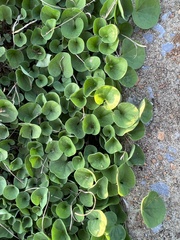 Dichondra