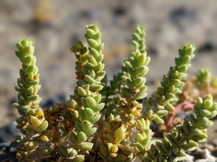 Nitrophila mohavensis