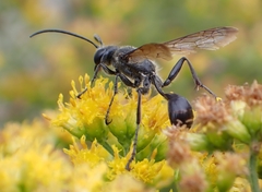 Isodontia