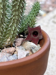 Huernia