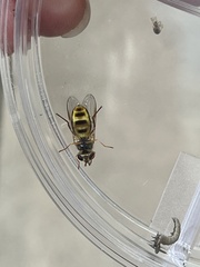Metasyrphus