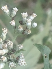 Aphis craccivora