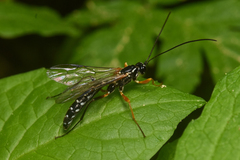 Ichneumonoidea