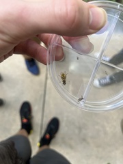 Metasyrphus
