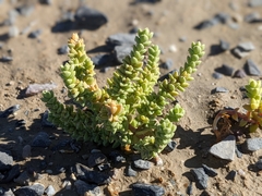 Nitrophila mohavensis