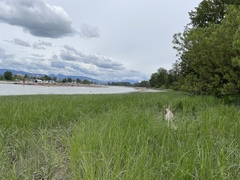 Erythranthe scouleri