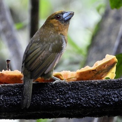 Semnornis frantzii
