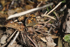 Phyciodes pulchella
