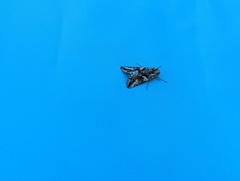 Autographa californica