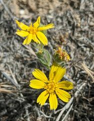 Deinandra pallida