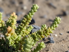 Nitrophila mohavensis